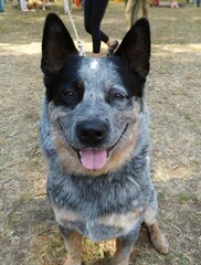 Naklejka na ściany i meble Blue australian herding dog, heeler - close-up portrait at dog show