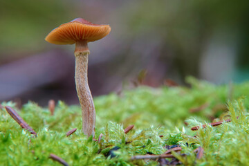 Small mushroom with brown cap and long stem grows on green moss floor, blurred background. Germany