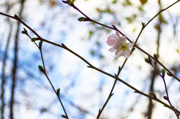 Lone blossom