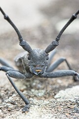 Fototapeta premium Male of longhorn beetle, Morinus asper