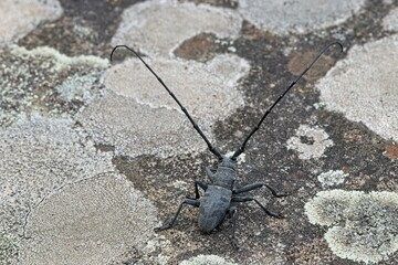 Male of longhorn beetle, Morinus asper