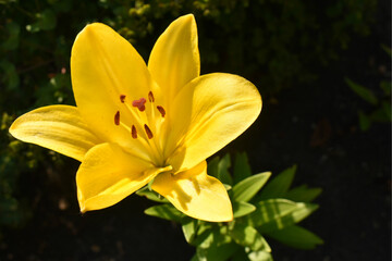 Fototapeta na wymiar yellow lily in the garden