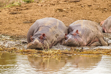 Hippos (Hippopotamus amphibious) relaxing next to water during the day, Queen Elizabeth National...
