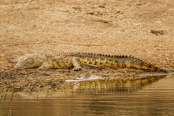 Nile Crocodile ( Crocodylus niloticus) at the Kazinga Channel, Queen Elizabeth National Park, Uganda.