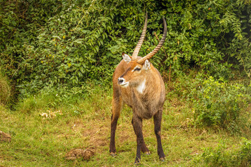 Male defassa waterbuck ( Kobus ellipsiprymnus defassa), Queen Elizabeth National Park, Uganda.