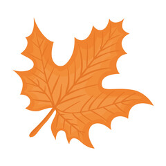 Fototapeta premium Autumn leaf design, season nature ornament garden decoration and botany theme Vector illustration