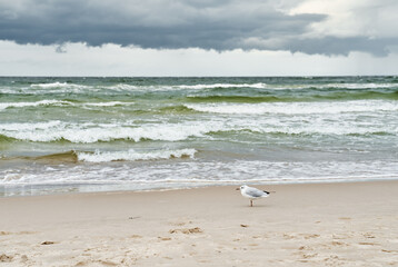 Seagull on Baltic Sea beach. 