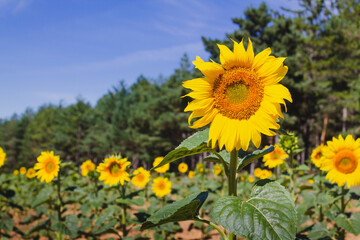 Close-up photo of a beautiful sunflower in the field in Palencia