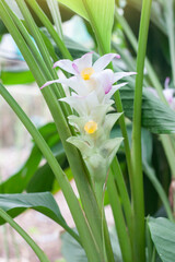 Flower of White Turmeric or Curcuma mangga Valeton & Zijp bloom in the garden is a Thai herb.
