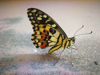 Fototapeta na wymiar painted lady butterfly