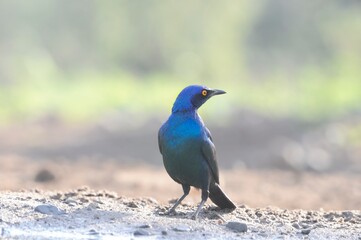 GREATER BLUE EARED STARLING, South Africa 