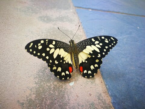 painted lady butterfly