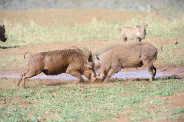 WARTHOGS Phacochoerus aethiopicus)  contest for dominance at a mud wallow in the Zululand thornveld, South Africa. 