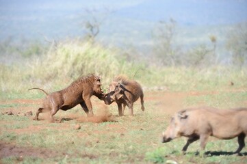 WARTHOGS Phacochoerus aethiopicus)  contest for dominance at a mud wallow in the Zululand thornveld, South Africa. 