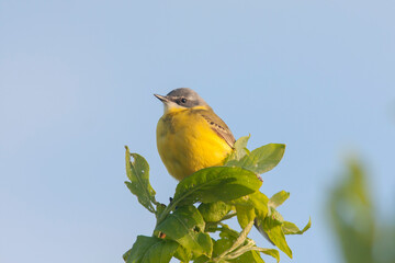 Beautiful western yellow wagtail (Motacilla flava) sitting on a branch on a sunny evening