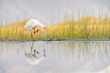 AFRICAN SPOONBELL (Platalea alba) , wetland filter feeder, Kwazulu natal, South Africa