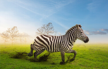 Obraz premium A zebra running in the green grass with tree branches background.Wildlife conservation concept.