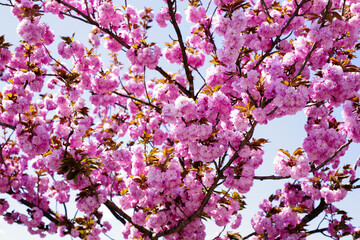 日本の満開の八重桜
