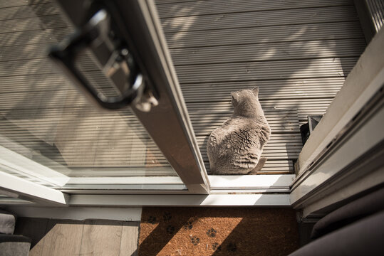 A British Short Hair cat sits outside a bedroom overlooking a zen garden through a glass door in Edinburgh, Scotland, with a doormat with paw prints on the foreground.