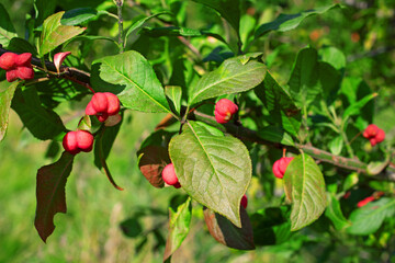 Euonymus europaeus flowers, European spindle