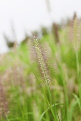 한국 경기도 시흥시 시흥갯골생태공원 입니다