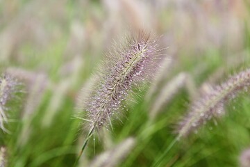한국 경기도 시흥시 시흥갯골생태공원 입니다