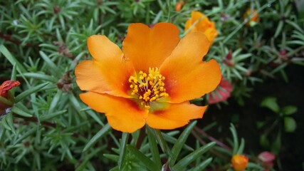 orange purslane in the garden