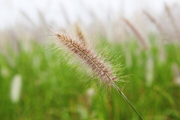 한국 경기도 시흥시 시흥갯골생태공원 입니다