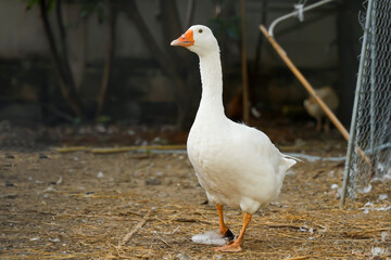 Fototapeta na wymiar The white goose in summer at farm thailand