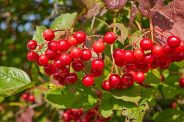 red viburnum berries on a branch