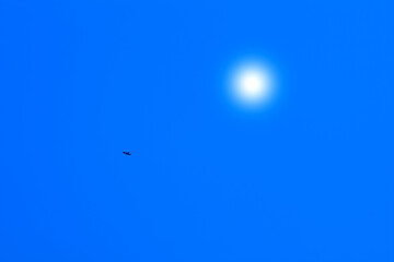 hawk in blue sky,bird, nature, sun, fly, light, flying, space,freedom,beautiful, flight, heaven,animal