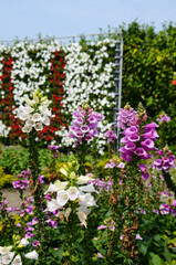 Digitalis purpurea , Common Foxglove