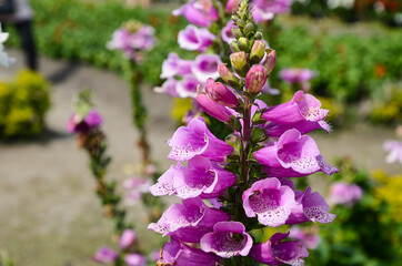 Digitalis purpurea , Common Foxglove