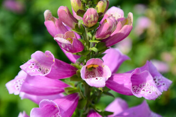 Digitalis purpurea , Common Foxglove