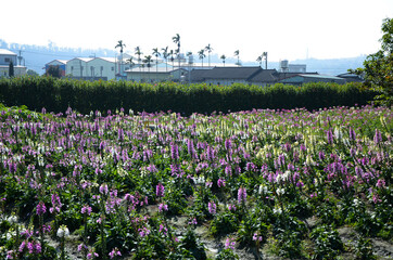 Digitalis purpurea , Common Foxglove