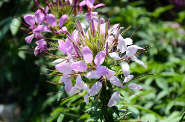 Cleome spinosa(Spider Flower)