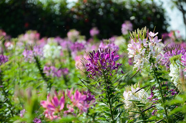 Obraz premium Cleome spinosa(Spider Flower)