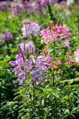 Cleome spinosa(Spider Flower)