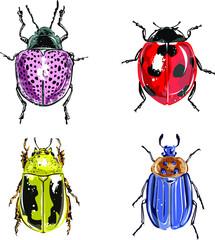 Ladybug vector set etc, isolated on white background for book illustration - Vector