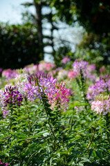 Cleome spinosa(Spider Flower)