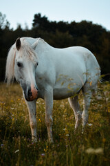 Obraz na płótnie Canvas Beautiful white arabian horse mare posing on the meadow, pasture 