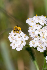 Closeup of a wild bee (prob. plasterer bee Colletes spec.) on yarrow flowers (Achillea millefolium)
