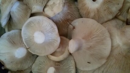 mushrooms 