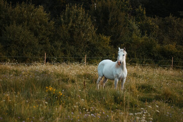 Obraz premium Beautiful white arabian horse mare posing on the meadow, pasture 