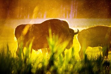 Amazing huge and powerful bisons in sunrise light in Belovezhskaya Pushcha National Park, Belarus. ...