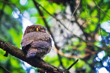Cute  gnome owl, the smallest owl in Europe, in Belovezhskaya Pushcha National Park, Belarus.  It's a preserved part of UNESCO WHS, the last primaeval forest fragment of the Europe's woodlands.