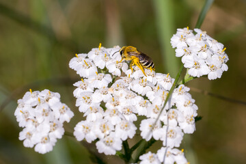 Closeup of a wild bee (prob. plasterer bee Colletes spec.) on yarrow flowers (Achillea millefolium)