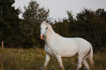 Obraz na płótnie Canvas Beautiful white arabian horse mare walking free on the meadow, pasture