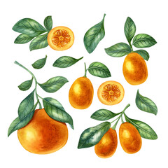 Watercolor fruit set with orange, kumquat and leaves. Bright illustration of healthy fresh food. Ideal for greeting card, invitation, banner, poster. - obrazy, fototapety, plakaty