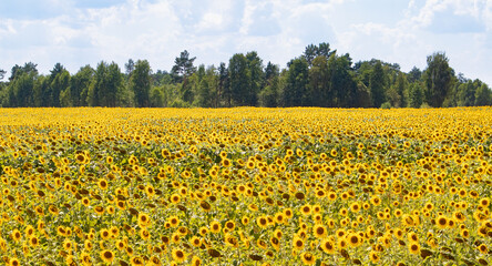 View of blooming field of sunflowers with trees in far over cloudy blue sky by summertime.
